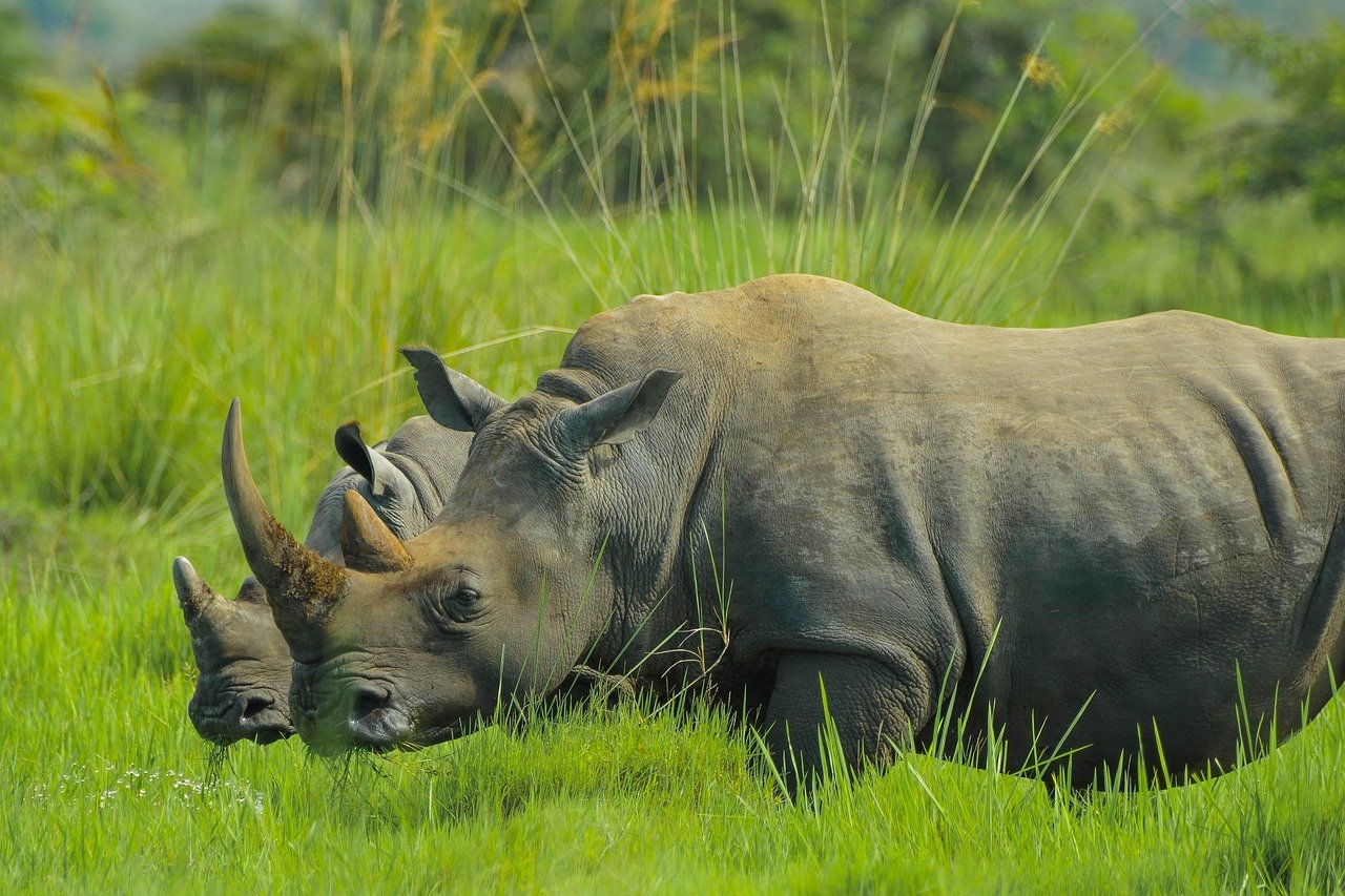 rhino, uganda, nature photos, uganda, uganda, uganda, uganda, uganda